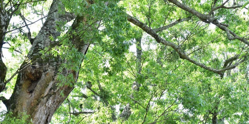 天然の無垢材で作られた世界にひとつだけの時計。つながる木目が心をつなげて想いとなる。木の暮らしの木目がつながる卒業記念品